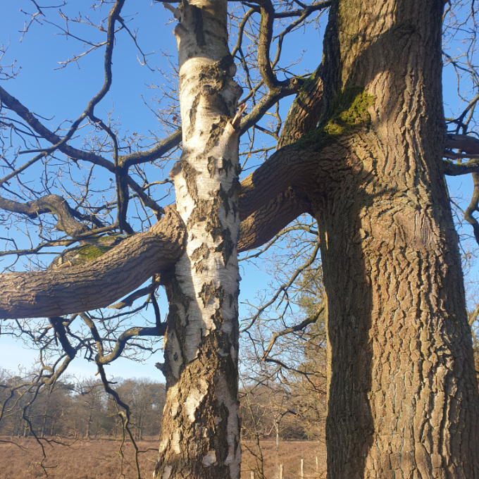 2bomen gestrengeld