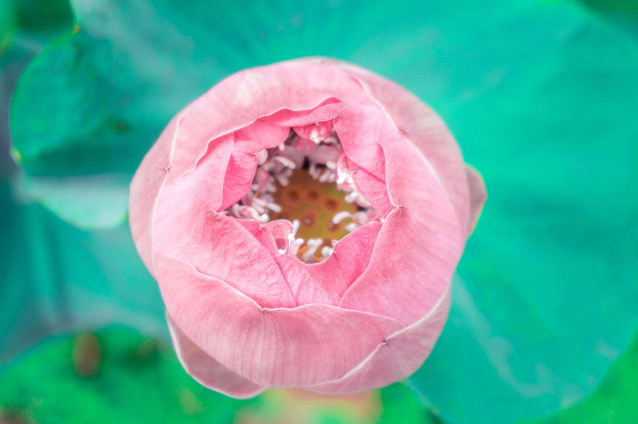 Lotus flowers or waterlilly flowers in the pond nature on the ho
