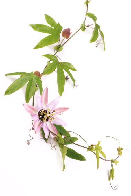 Passion flower (passiflora l.) on a white background