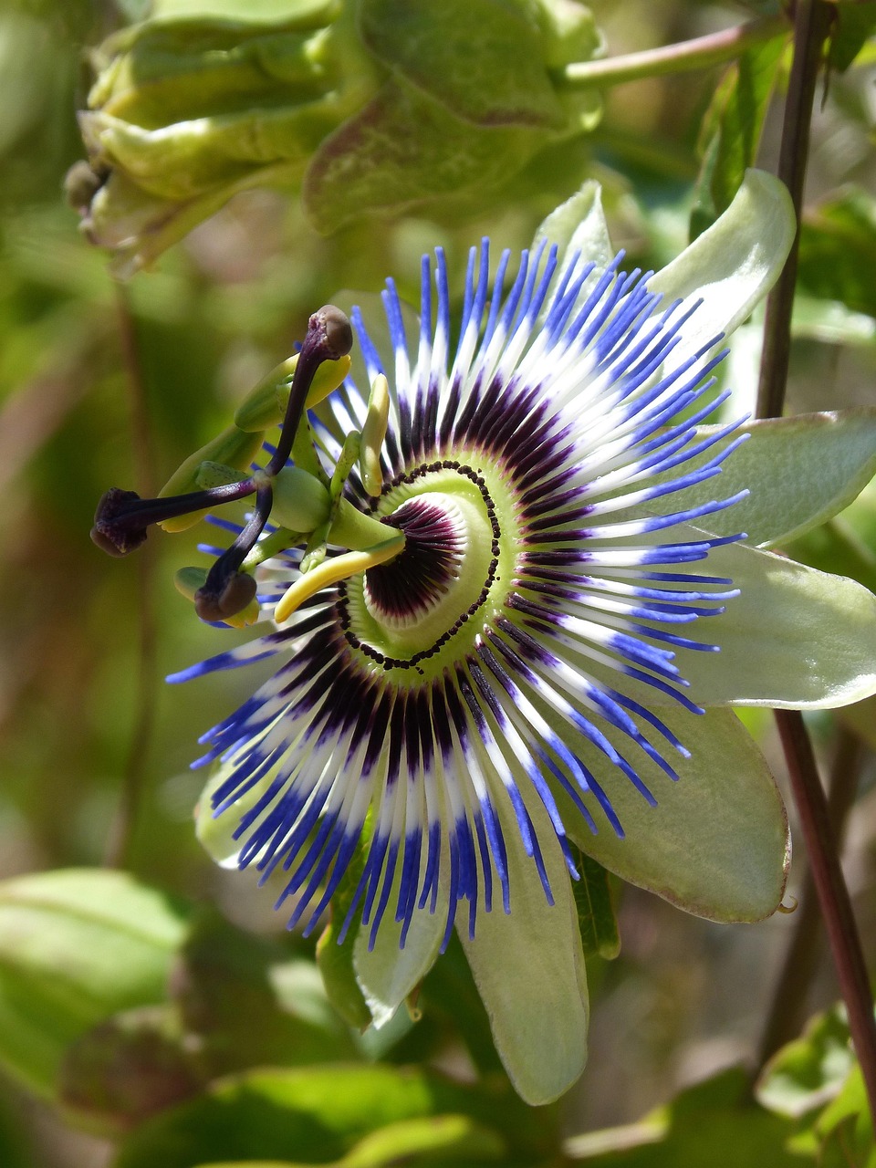Passie bloem