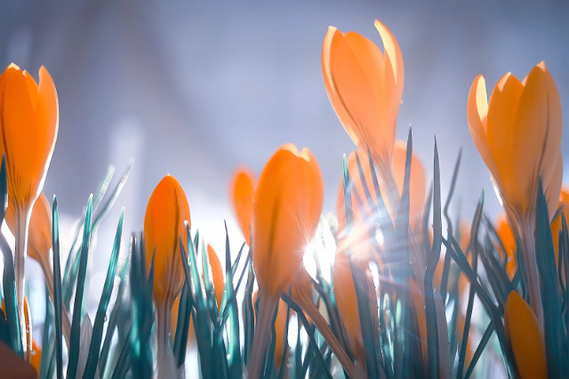 Bouquet of crocuses / sun rays and glare on a bouquet of wild ye